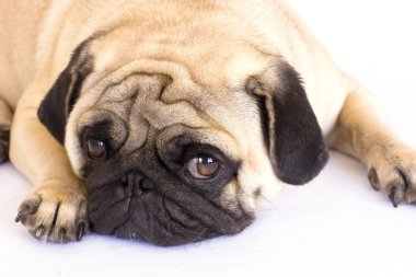 Bir yalancı pug köpek üzgün görünüyor. İzole