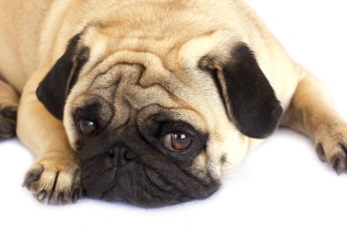 Bir yalancı pug köpek üzgün görünüyor. İzole