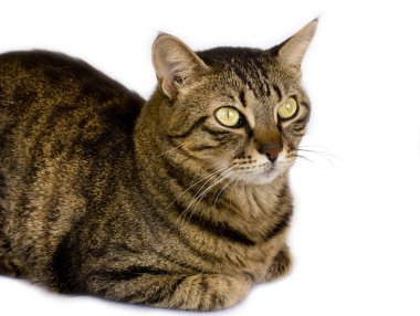 Beyaz bir arka plan üzerinde çizgili bir kedi bir yana görünüyor