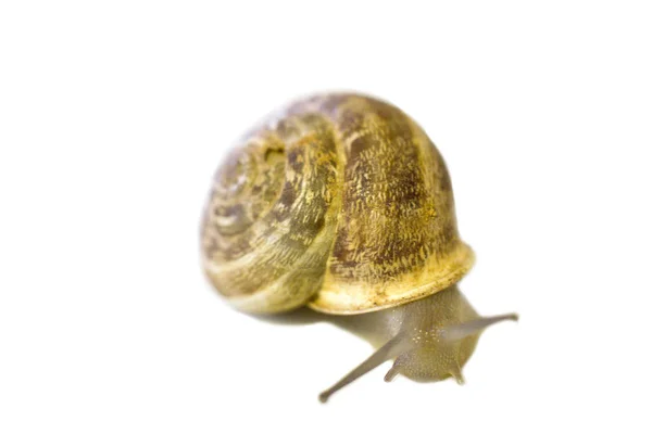 Snail Crawls Wooden Box — Stock Photo, Image