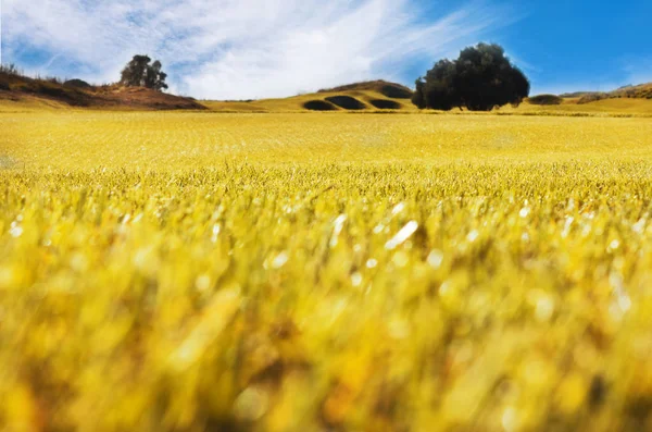 Autumn Landscape Yellow Field Meadow Blue Sky — Stock Photo, Image