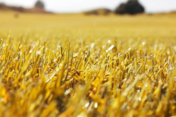 Autumn Landscape Yellow Field Meadow Blue Sky — Stock Photo, Image