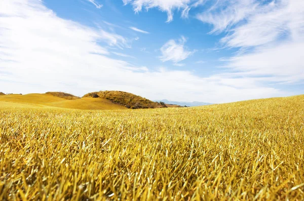 Autumn Landscape Yellow Field Meadow Blue Sky — Stock Photo, Image