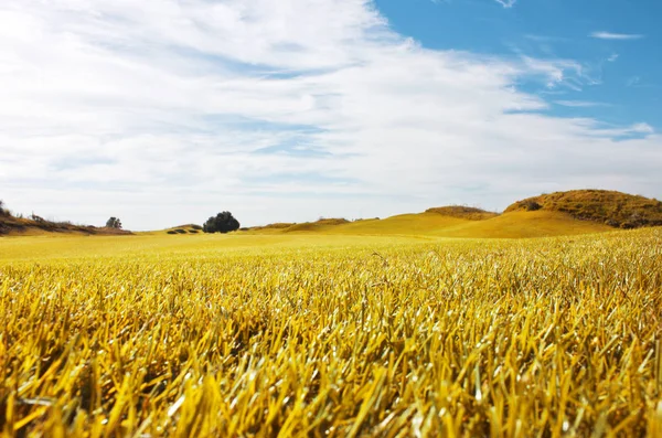 Autumn Landscape Yellow Field Meadow Blue Sky — Stock Photo, Image