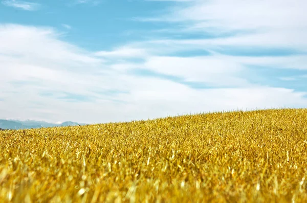 Autumn Landscape Yellow Field Meadow Blue Sky — Stock Photo, Image