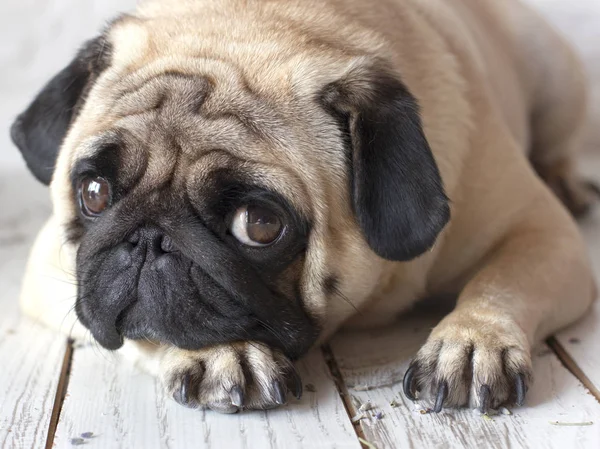 木製の床の上に横たわる大きな目の悲しいパグ犬 — ストック写真