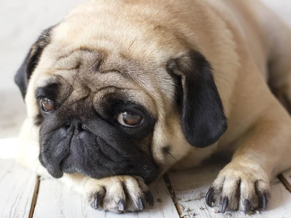 木製の床の上に横たわる大きな目の悲しいパグ犬 — ストック写真
