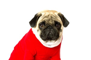 Çok şirin oturma pug köpek bir kırmızı yeni yıl elbise. Üzgün gözlerle bakıyor. İzole