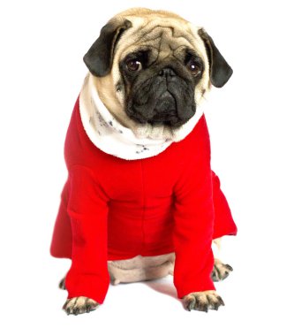 Çok şirin oturma pug köpek bir kırmızı yeni yıl elbise. Üzgün gözlerle bakıyor. İzole