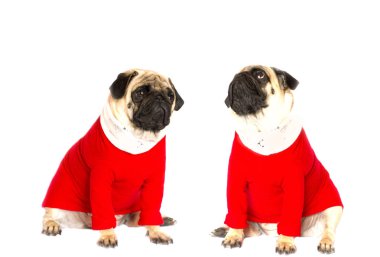 Çok şirin oturma pug köpek bir kırmızı yeni yıl elbise. Üzgün gözlerle bakıyor. İzole