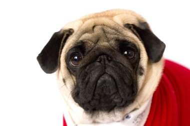 Çok şirin oturma pug köpek bir kırmızı yeni yıl elbise. Üzgün gözlerle bakıyor. İzole