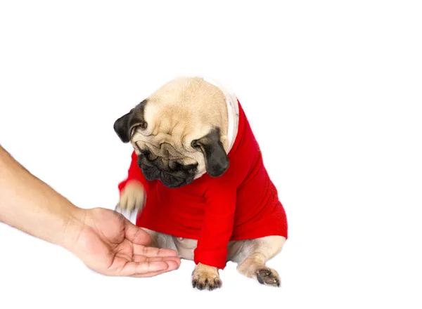 Muito Bonito Cão Pug Sentado Vestido Ano Novo Vermelho Olhando — Fotografia de Stock