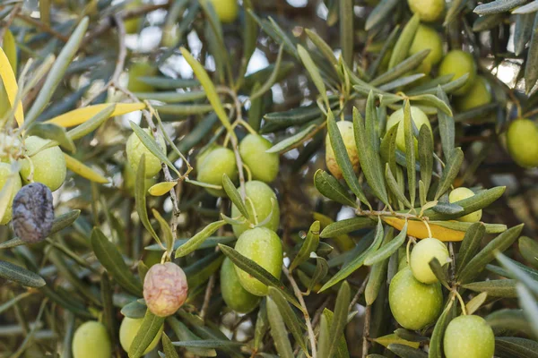 Ripe green and black olives grow on a tree