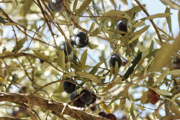Čerstvé Zelené Černé Olivy Rostou Stromě — Stock fotografie