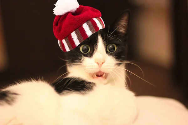 Surprised white and black cat with a knitted striped hat with pompon