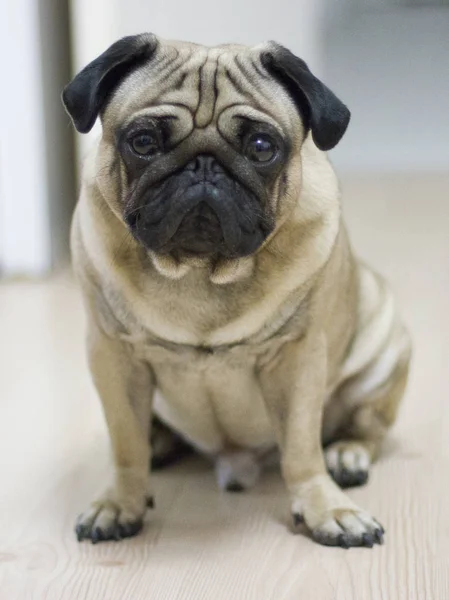 Very Sad Pag Dog Big Eyes Looking Camera — Stock Photo, Image