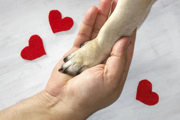 Man holds the dog's paw with love. Red hearts on a white background