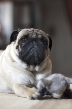 Bir peluş oyuncak fare ile oynayan komik pug köpek