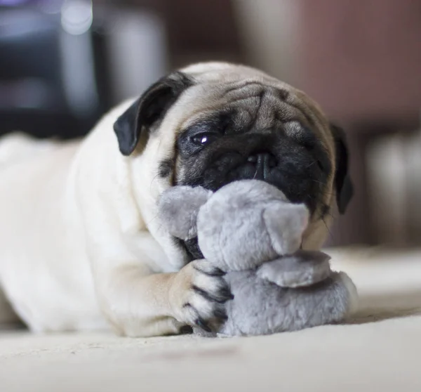Funny pug dog playing with a plush toy mouse