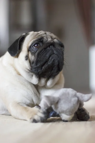 Funny Pug Dog Playing Plush Toy Mouse — Stock Photo, Image