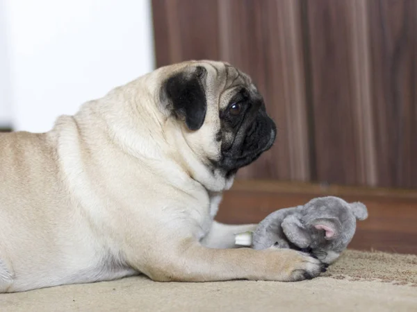 Funny pug dog playing with a plush toy mouse