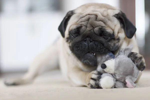 Funny Pug Dog Playing Plush Toy Mouse — Stock Photo, Image