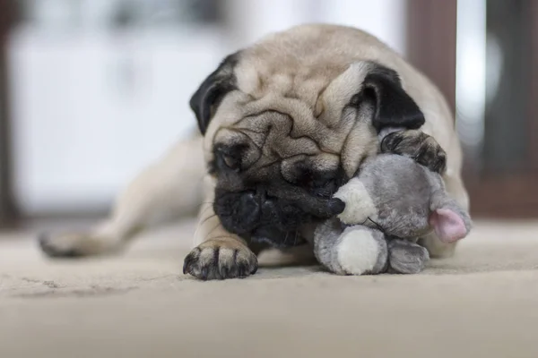 Funny Pug Dog Playing Plush Toy Mouse — Stock Photo, Image