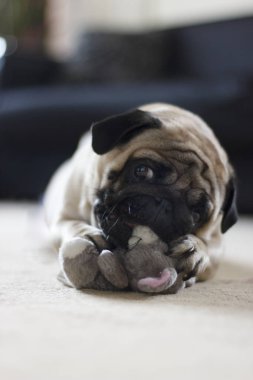 Bir peluş oyuncak fare ile oynayan komik pug köpek