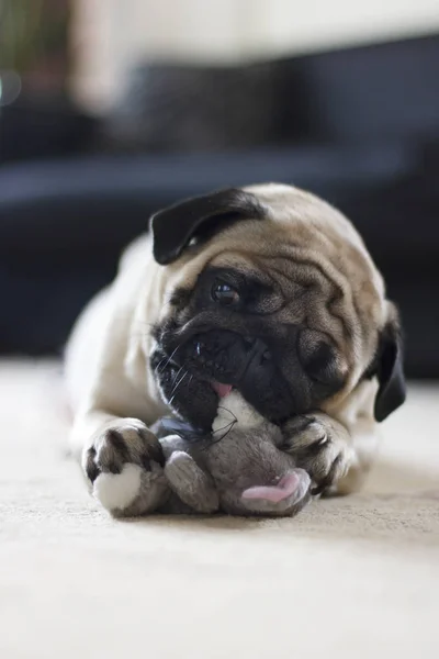 ぬいぐるみマウスで遊んで面白いパグ犬 — ストック写真