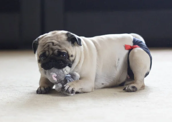 Funny Pug Dog Playing Plush Toy Mouse — Stock Photo, Image