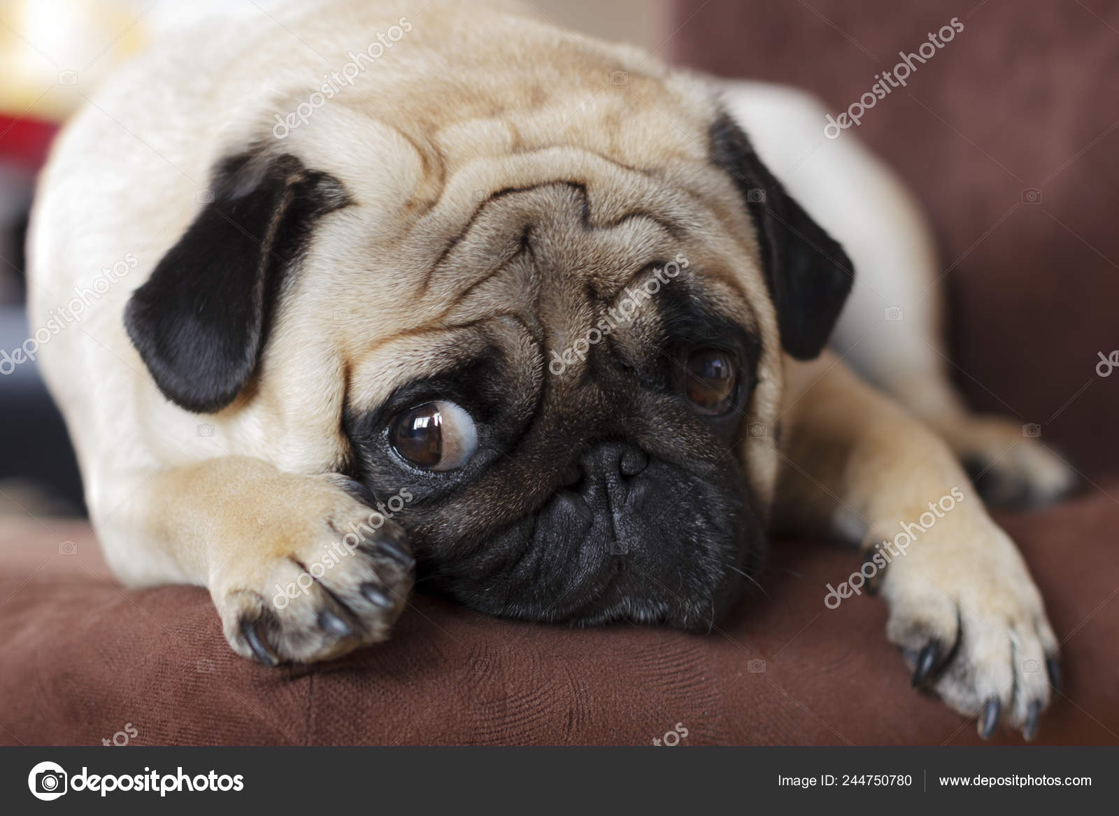 Cara Triste Peluche Perro Ojos Tristes Peluche Perro Triston Perro