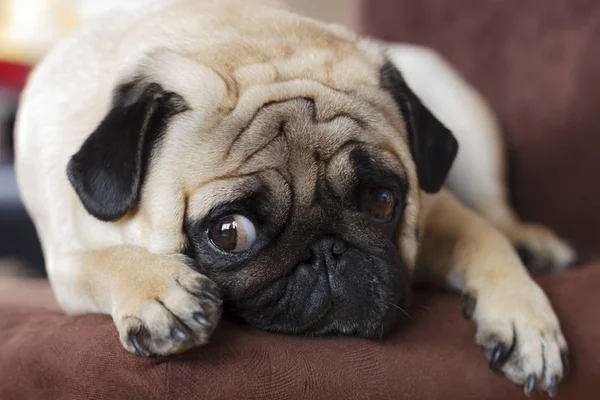 Very sad dog pug with sad big eyes lying on brown chair