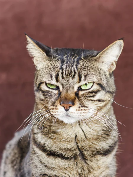 Sehr Wütende Katze Mit Verengtem Grünen Auge Sieht Hochmütig Und — Stockfoto