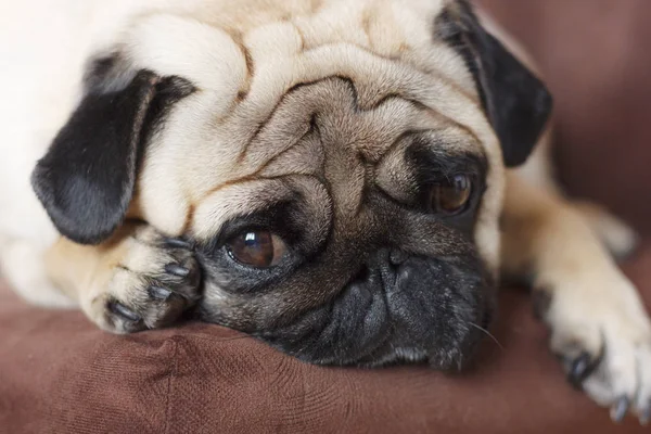 Very sad dog pug with sad big eyes lying on brown chair