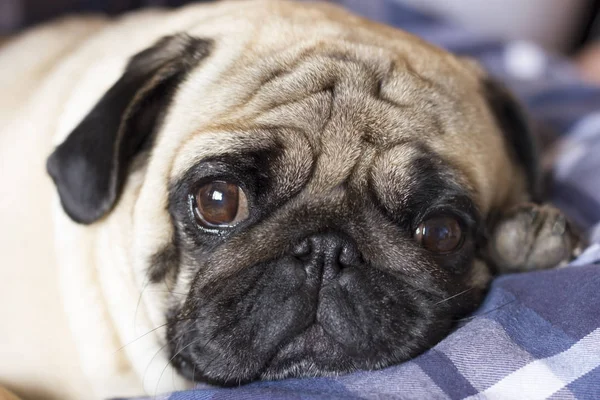 悲しそうな大きな目は市松模様の敷物が付いている非常に悲しい犬パグ — ストック写真