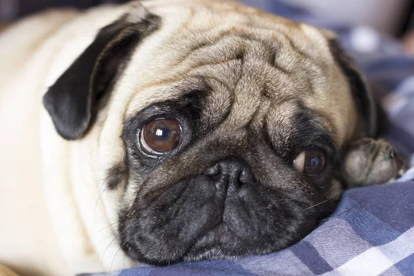 Very sad dog pug with sad big eyes lies on checkered rug