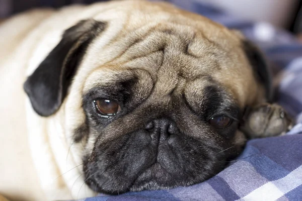 Very sad dog pug with sad big eyes lies on checkered rug