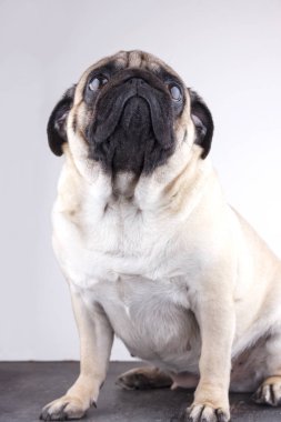Köpek pug yakın çekim ararken üzgün kahverengi gözlü. Beyaz bir arka plan üzerinde portre