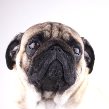 Köpek pug yakın çekim üzgün kahverengi gözlü. Beyaz bir arka plan üzerinde portre