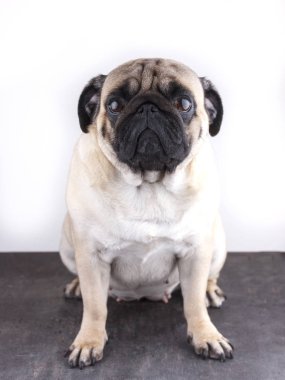 Köpek pug yakın çekim üzgün kahverengi gözlü. Beyaz bir arka plan üzerinde portre