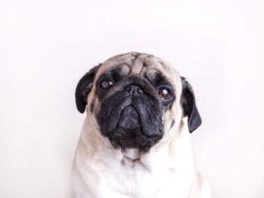 Köpek pug yakın çekim üzgün kahverengi gözlü. Beyaz bir arka plan üzerinde portre