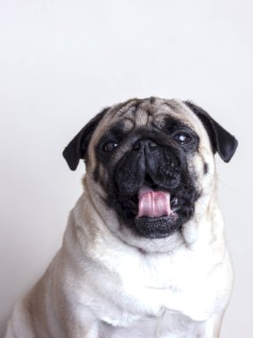 Köpek pug yakın çekim esneme üzgün kahverengi gözlü. Beyaz bir arka plan üzerinde portre