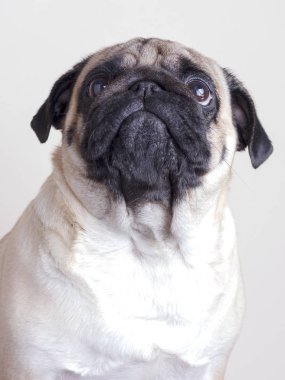 Köpek pug yakın çekim üzgün kahverengi gözlü. Beyaz bir arka plan üzerinde portre