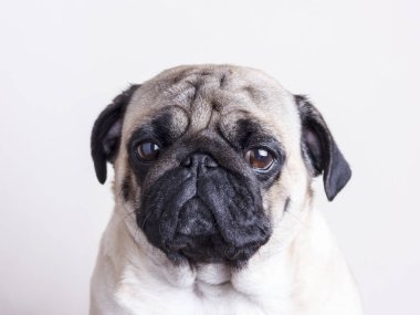 Köpek pug yakın çekim üzgün kahverengi gözlü. Beyaz bir arka plan üzerinde portre