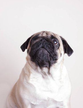 Köpek pug yakın çekim hüzünlü kahverengi gözleri ile arama yapar. Beyaz bir arka plan üzerinde portre