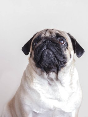 Köpek pug yakın çekim ararken üzgün kahverengi gözlü. Beyaz bir arka plan üzerinde portre