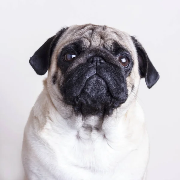 Dog Pug Close Ochi Căprui Trist Portret Fundal Alb — Fotografie, imagine de stoc