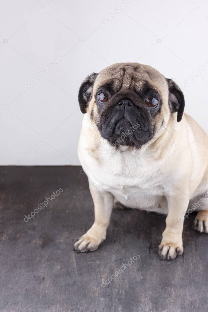 Dog pug close-up with sad brown eyes. Portrait on a white background