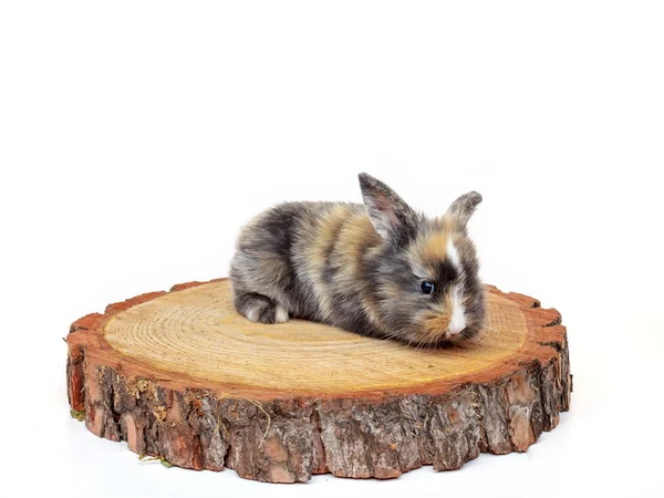 Bonito bebê coelho na serra de madeira cortar pinho — Fotografia de Stock