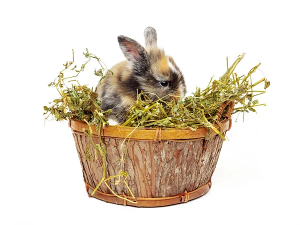 Bayi kelinci lucu dalam keranjang kayu dengan rumput kering — Stok Foto